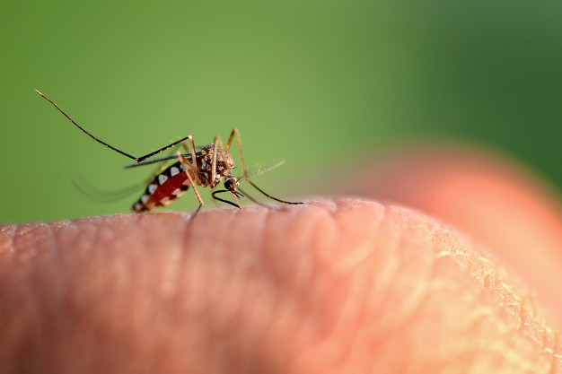Dlaczego w tym roku jest aż tyle komarów?