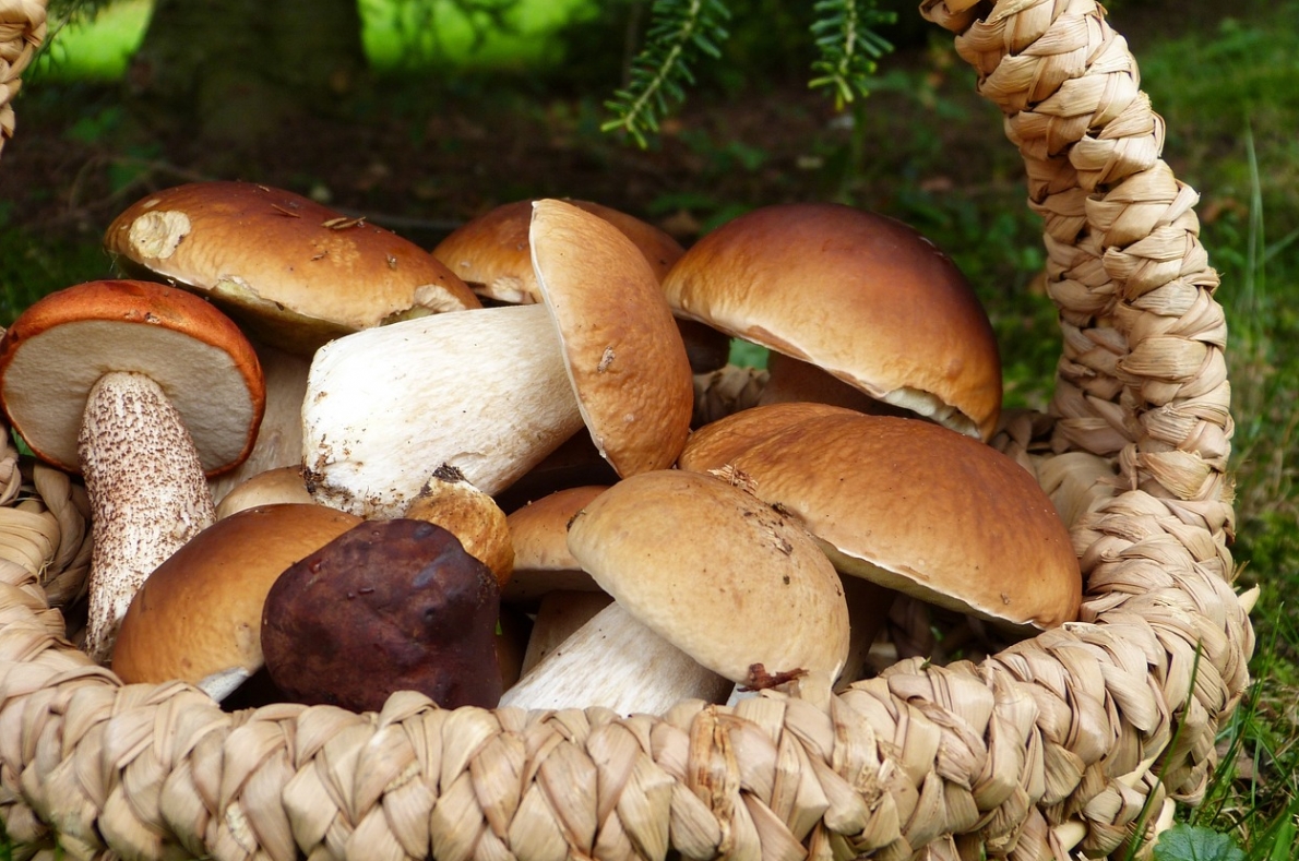 Czy to prawda, że Polacy to miłośnicy grzybów? Zbadajmy właściwości odżywcze i wartości zdrowotne grzybów