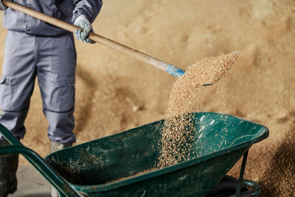 Pszenica Euforia Zasady Siewu I Charakterystyka